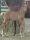 '04 Mistica x Pedregal Colt Body Shot 10'15'04 024.jpg (224423 bytes)