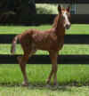 '05 Alma Latina x Arco Filly 7'16'05 012.jpg (12266 bytes)