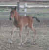 '05 Alondra x Temblor Colt 4.jpg (32165 bytes)