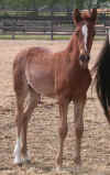 '07 Mac x  Arco Colt.jpg (264423 bytes)