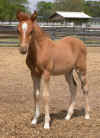 '07 NominaxResortin Colt (5).jpg (114757 bytes)