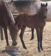 '07 Sonora x Torbellino Filly 32007 (1).jpg (192097 bytes)