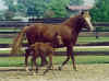 2001Artillera&PlebeyoFilly3'01.jpg (59624 bytes)