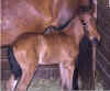 2002 Classiquita& Faraon Filly - Closeup Stall shot.jpg (26286 bytes)