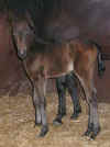 Alondra-Tormento Filly  1212007 003.jpg (28600 bytes)