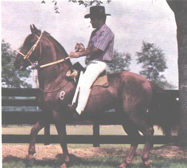 Capuchino Forever — Paso Fino