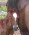 Fiesta and Arco -Fernandos Colt Head Shot  82007 009 (2).jpg (2603 bytes)