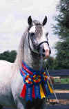 JP Headshot with ribbons Extravaganza 2003_WEB.jpg (118326 bytes)